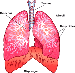 THe lungs